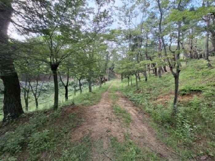 경상남도 사천시 곤명면 삼정리 산31 임야 경매 사진 20