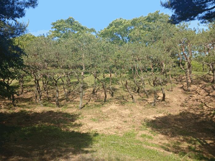 경상남도 사천시 곤명면 삼정리 산31 임야 경매 사진 3