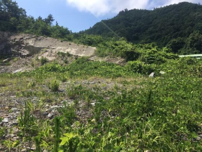 전라남도 진도군 의신면 거룡리 905-2 과수원 경매 사진 10