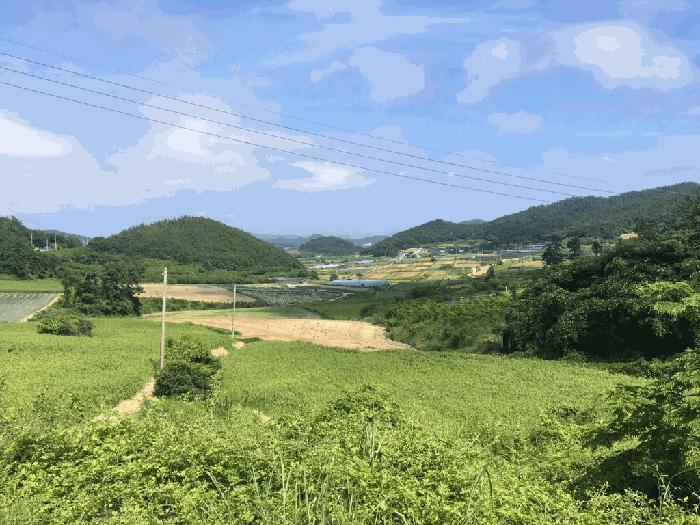 전라남도 진도군 의신면 거룡리 905-2 과수원 경매 사진 3