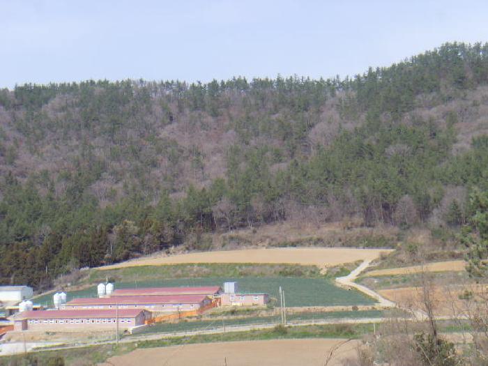 전라남도 진도군 임회면 명슬리 산75 임야 경매 사진 18
