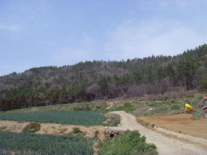 전라남도 진도군 임회면 명슬리 산75 임야 경매 사진 19