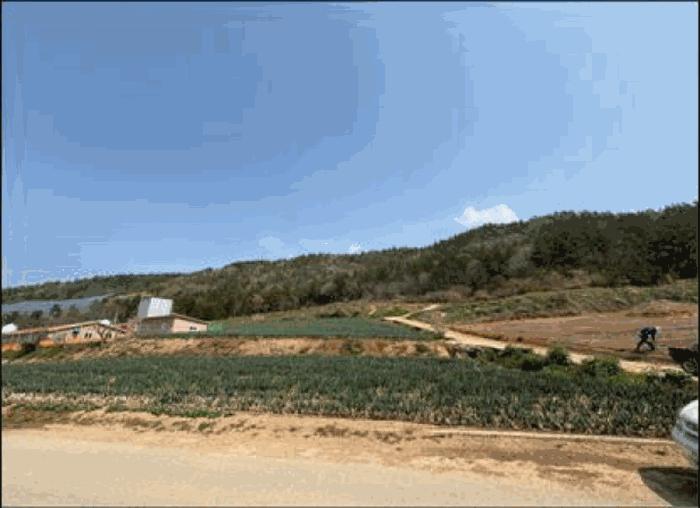 전라남도 진도군 임회면 명슬리 산75 임야 경매 사진 5