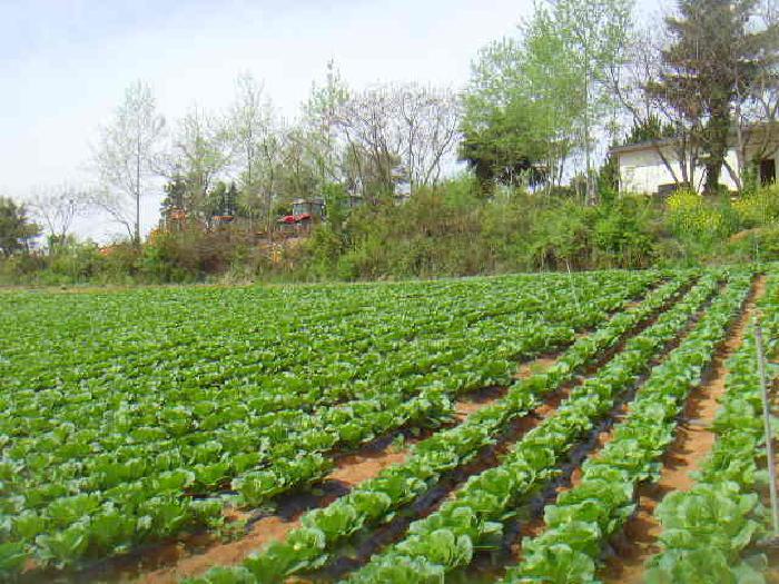 전라남도 해남군 산이면 대진리 757-11 임야 경매 사진 34
