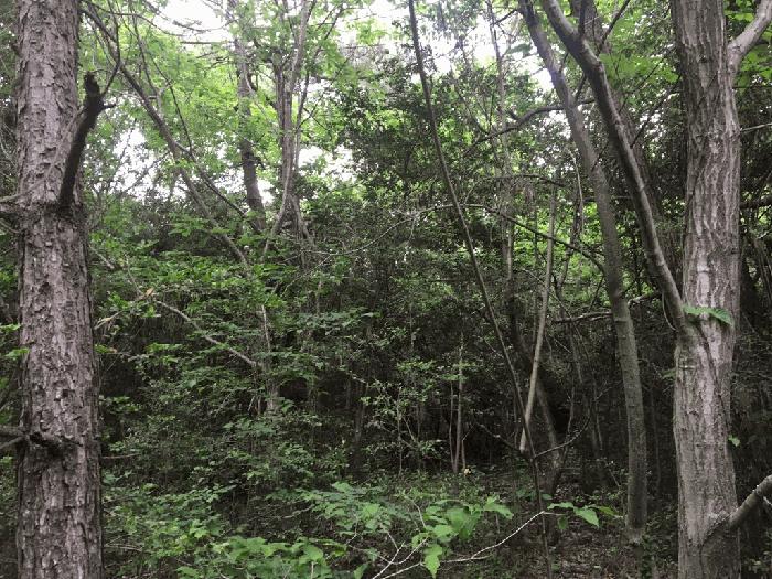 전라남도 해남군 마산면 상등리 산34 임야 경매 사진 4