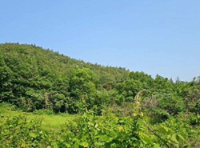 전라남도 해남군 마산면 상등리 산34 임야 경매 사진 8