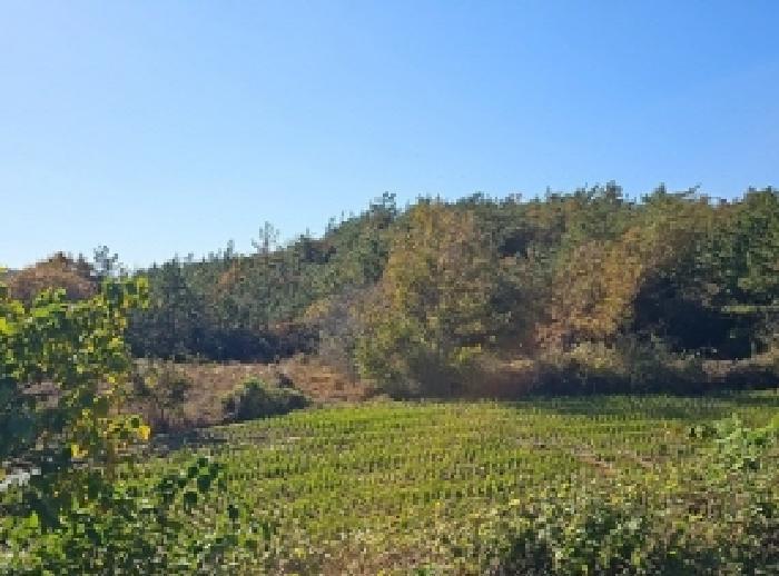 전라남도 해남군 황산면 일신리 산107-1 임야 경매 사진 17