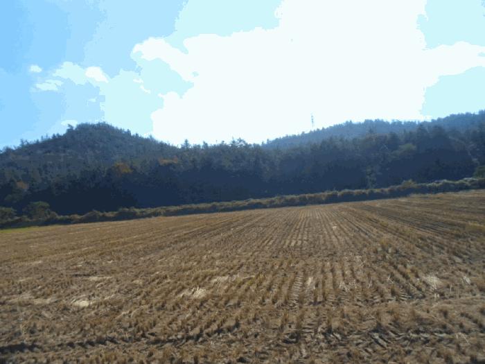 전라남도 해남군 황산면 일신리 산107-1 임야 경매 사진 7