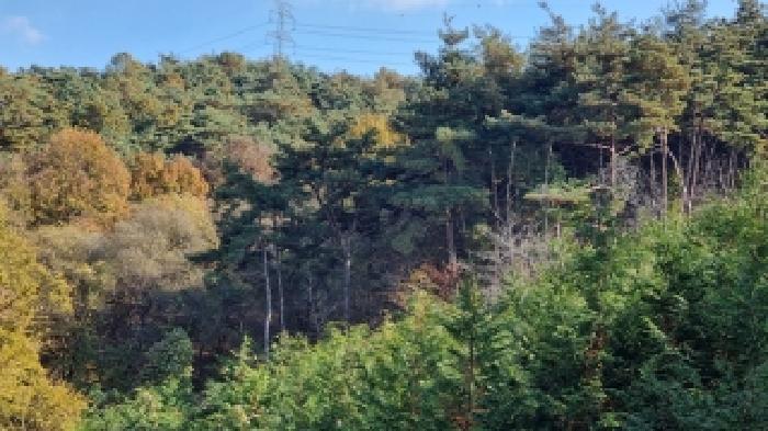전북특별자치도 남원시 이백면 초촌리 산37 임야 경매 사진 6