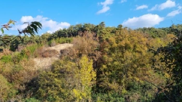 전북특별자치도 남원시 이백면 초촌리 산37 임야 경매 사진 7