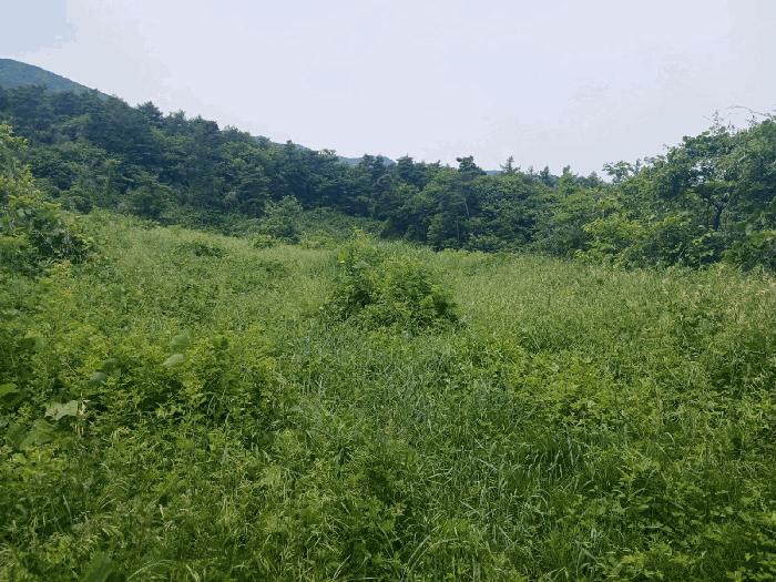 경상남도 산청군 산청읍 내리 산16-4 임야 경매 사진 3