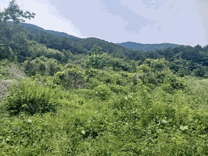 경상남도 산청군 산청읍 내리 산16-4 임야 경매 사진 6