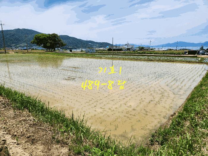 경상남도 사천시 노룡동 671-2 답 경매 사진 8