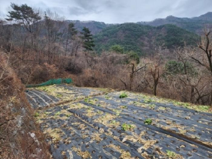 전라남도 구례군 토지면 내동리 산110-9 임야 경매 사진 15