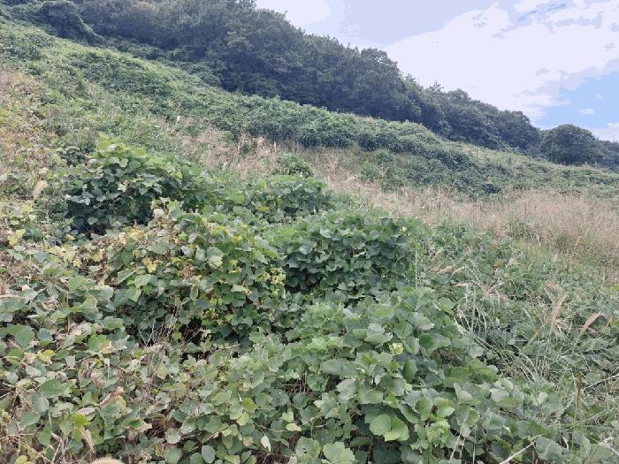 전라남도 신안군 임자면 삼두리 700-1 전 경매 사진 4