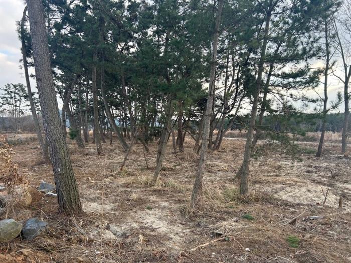 충청남도 서천군 서면 신합리 530-327 임야 경매 사진 7