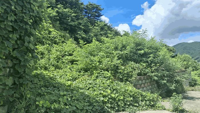 충청남도 예산군 덕산면 대치리 85-6 임야 경매 사진 12