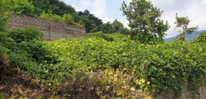 충청남도 예산군 덕산면 대치리 85-6 임야 경매 사진 15