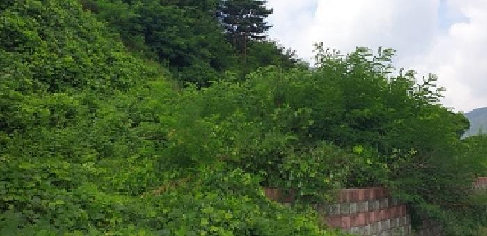 충청남도 예산군 덕산면 대치리 85-6 임야 경매 사진 18