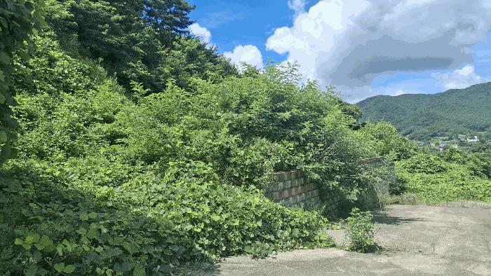 충청남도 예산군 덕산면 대치리 85-6 임야 경매 사진 4