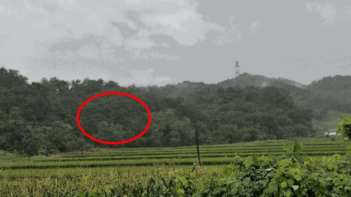 충청남도 예산군 봉산면 고도리 산65 임야 경매 사진 2