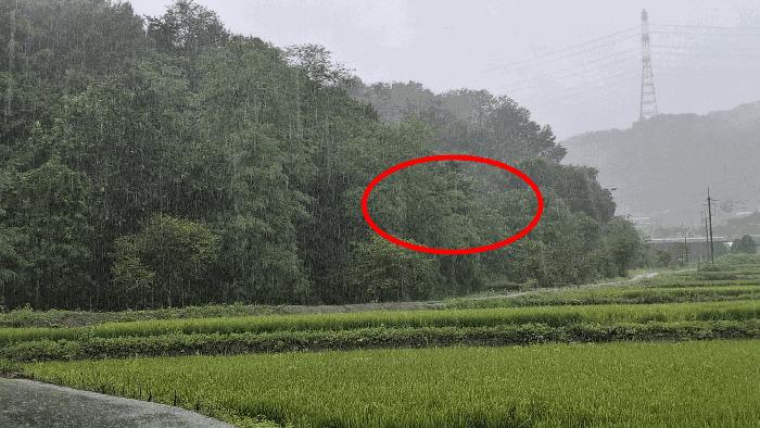충청남도 예산군 봉산면 고도리 산65 임야 경매 사진 4