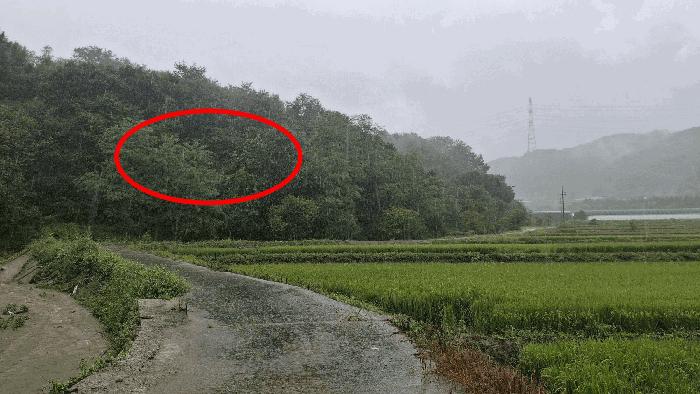 충청남도 예산군 봉산면 고도리 산65 임야 경매 사진 6