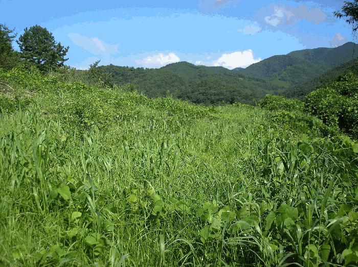 전라남도 화순군 동면 복암리 73 전 경매 사진 3