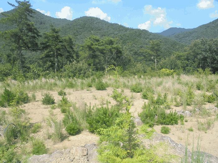전라남도 곡성군 오곡면 침곡리 산121-11 임야 경매 사진 3