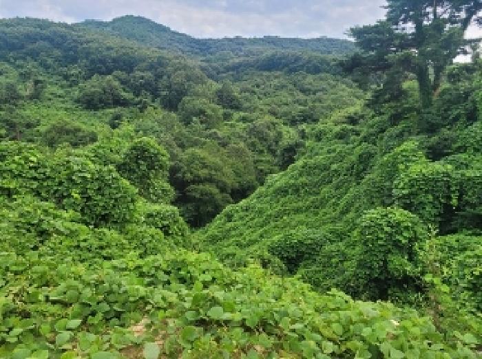 충청남도 공주시 반포면 봉곡리 산56-29 임야 경매 사진 14