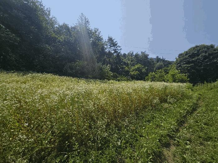 강원특별자치도 영월군 주천면 금마리 407 전 경매 사진 2