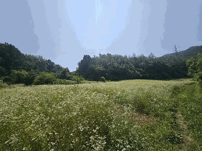 강원특별자치도 영월군 주천면 금마리 407 전 경매 사진 3
