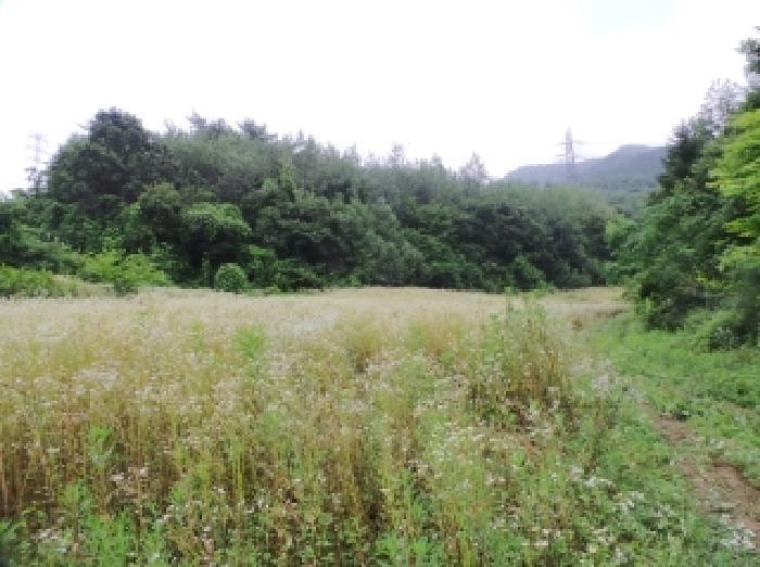 강원특별자치도 영월군 주천면 금마리 407 전 경매 사진 5