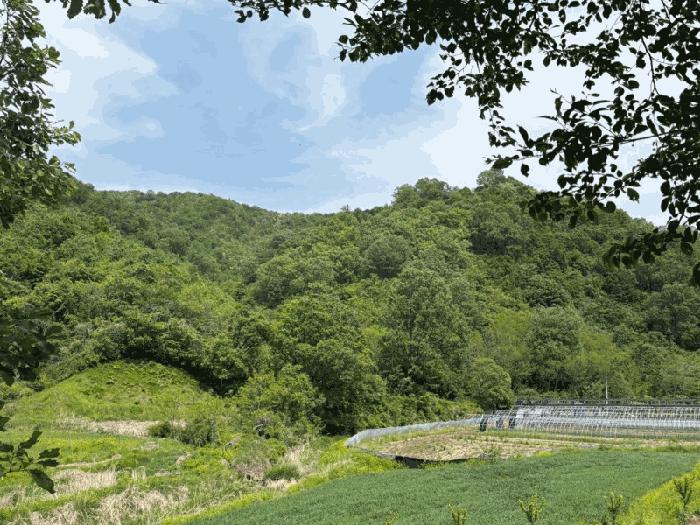 경상북도 예천군 호명읍 황지리 산40 임야 경매 사진 1