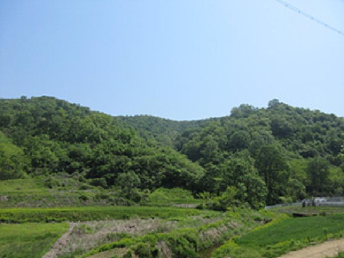 경상북도 예천군 호명읍 황지리 산40 임야 경매 사진 3