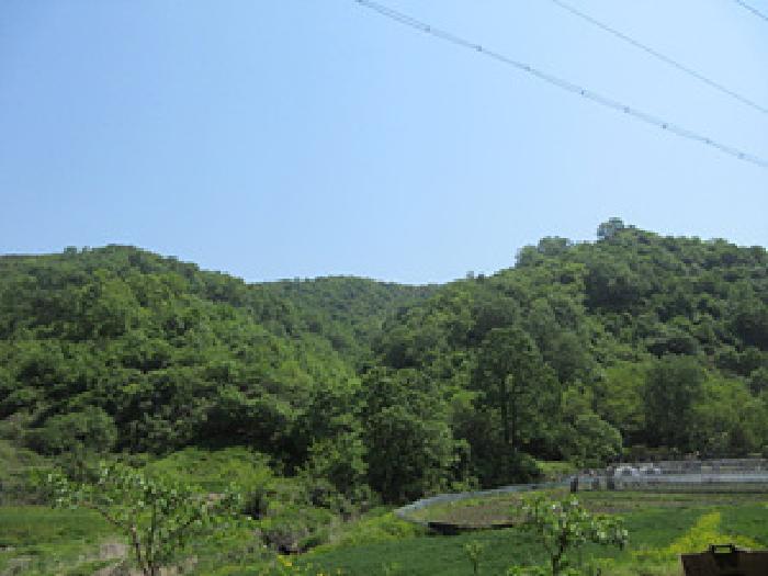 경상북도 예천군 호명읍 황지리 산40 임야 경매 사진 4