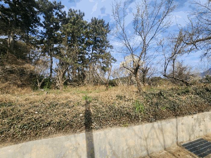 부산광역시 강서구 죽림동 1043 대지 경매 사진 3