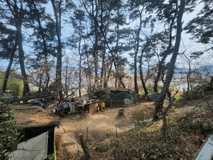 부산광역시 강서구 죽림동 1043 대지 경매 사진 4