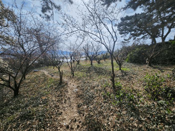 부산광역시 강서구 죽림동 1043 대지 경매 사진 5