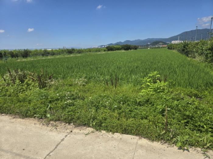 경상북도 경산시 와촌면 상암리 1038 답 경매 사진 4