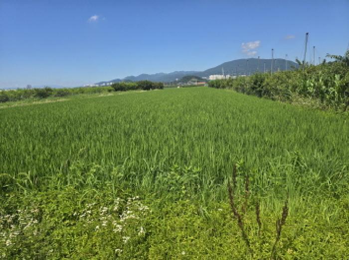 경상북도 경산시 와촌면 상암리 1038 답 경매 사진 5