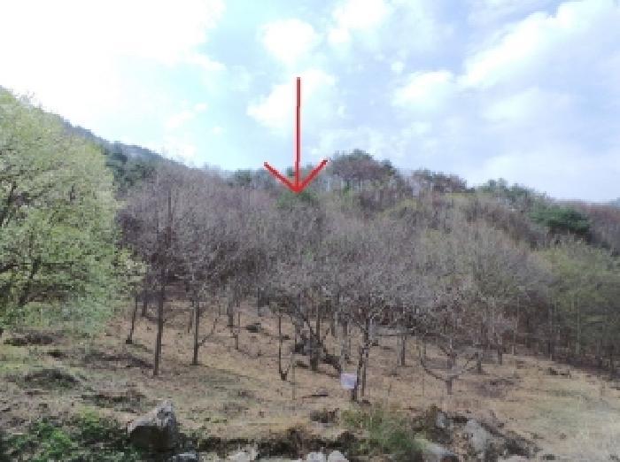 강원특별자치도 영월군 김삿갓면 와석리 674 전 경매 사진 6