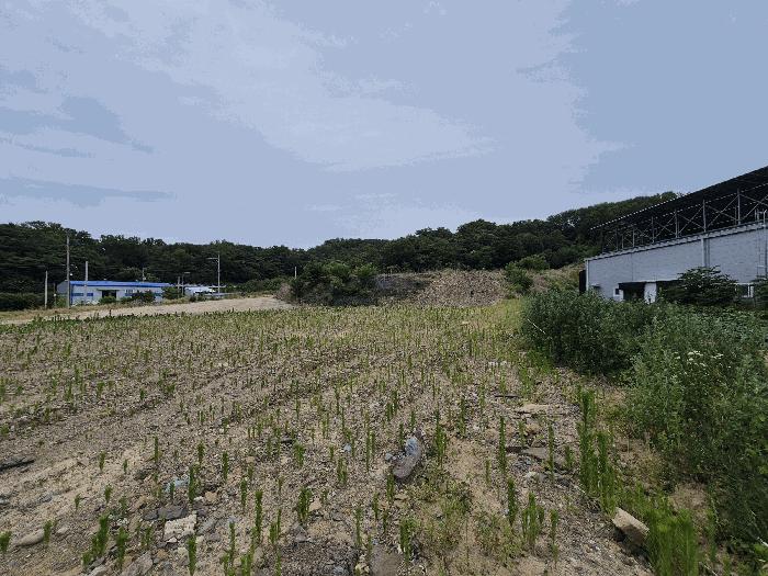 경상북도 칠곡군 기산면 영리 803-1 임야 경매 사진 5
