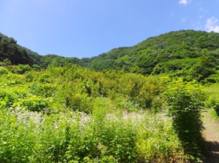강원특별자치도 정선군 화암면 석곡리 628 임야 경매 사진 3
