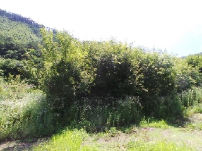 강원특별자치도 정선군 화암면 석곡리 628 임야 경매 사진 4