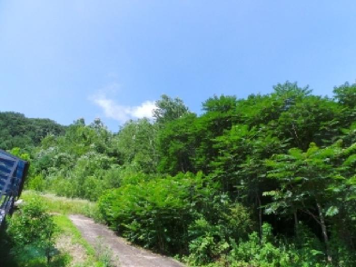강원특별자치도 평창군 대화면 상안미리 269-1 전 경매 사진 3