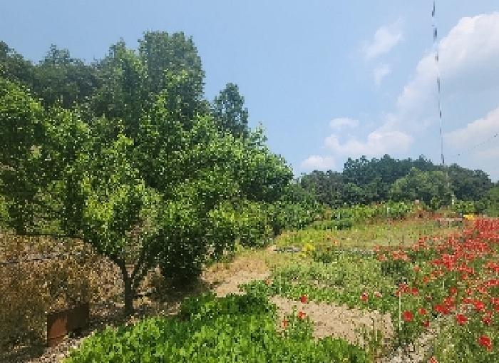 충청북도 옥천군 이원면 지정리 238 전 경매 사진 11