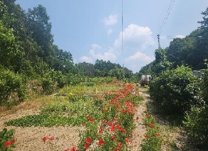충청북도 옥천군 이원면 지정리 238 전 경매 사진 12