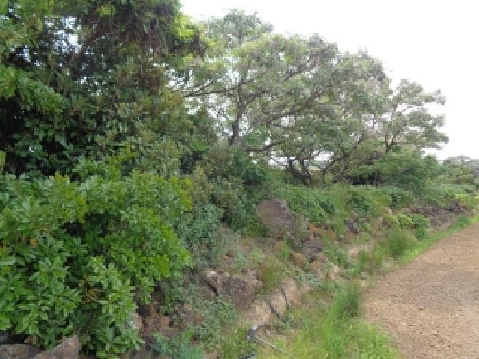 제주특별자치도 서귀포시 대정읍 신도리 1360-1 전 경매 사진 17