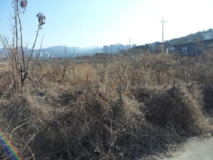 대구광역시 달성군 화원읍 구라리 1418-2 답 경매 사진 12